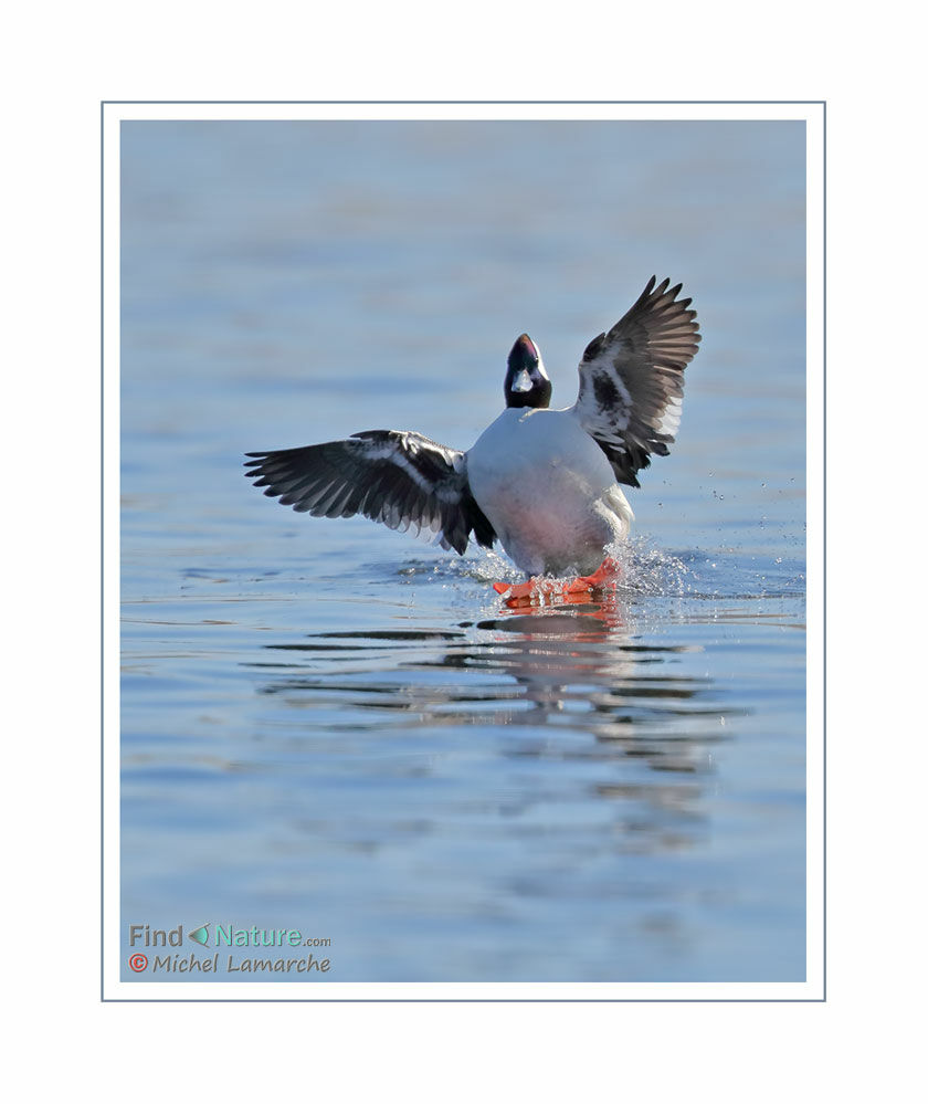 Bufflehead male adult