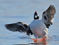 Bufflehead