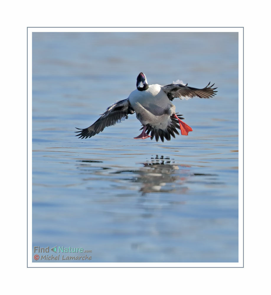 Bufflehead male adult, Flight