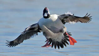 Bufflehead