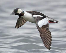 Bufflehead