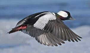 Bufflehead