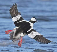 Bufflehead