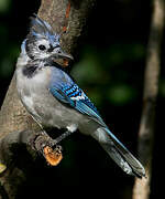 Blue Jay