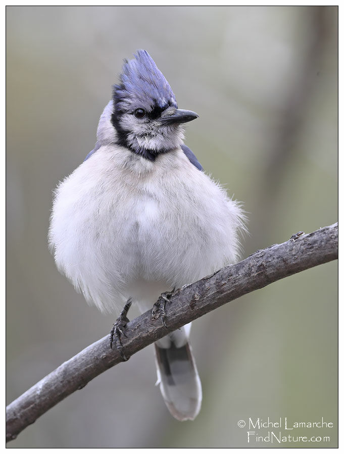 Blue Jay