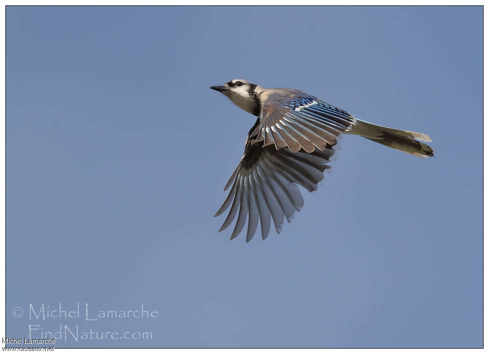 Blue Jay, Flight