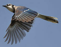 Blue Jay