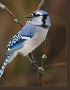 Blue Jay