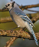 Blue Jay