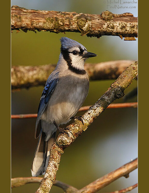 Blue Jay