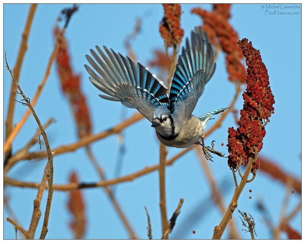 Blue Jayadult, Flight