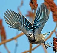 Blue Jay