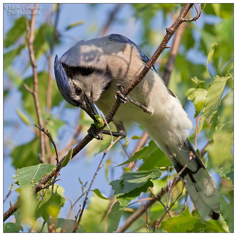 Blue Jay