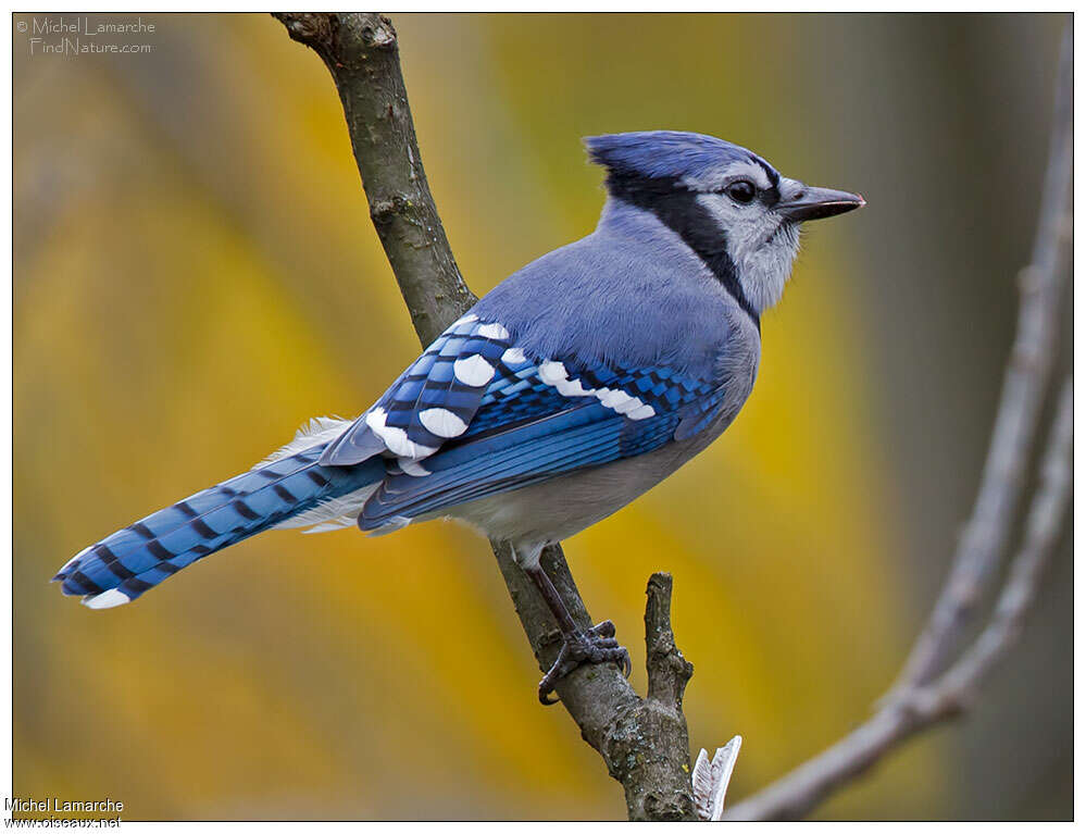 Blue Jayadult, identification