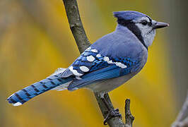 Blue Jay