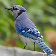 Blue Jay