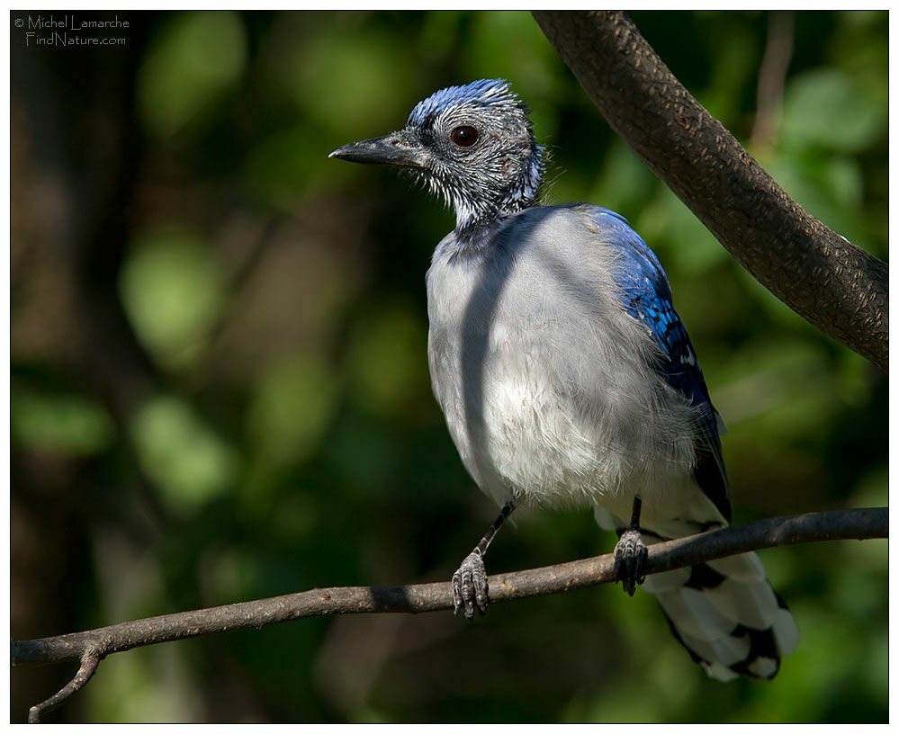 Geai bleuimmature