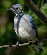 Blue Jay