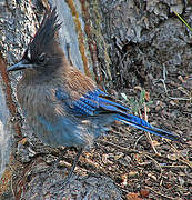 Steller's Jay