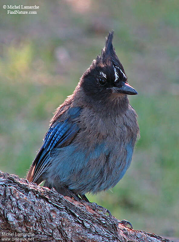 Steller's Jayadult transition, pigmentation