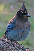 Steller's Jay