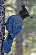 Steller's Jay