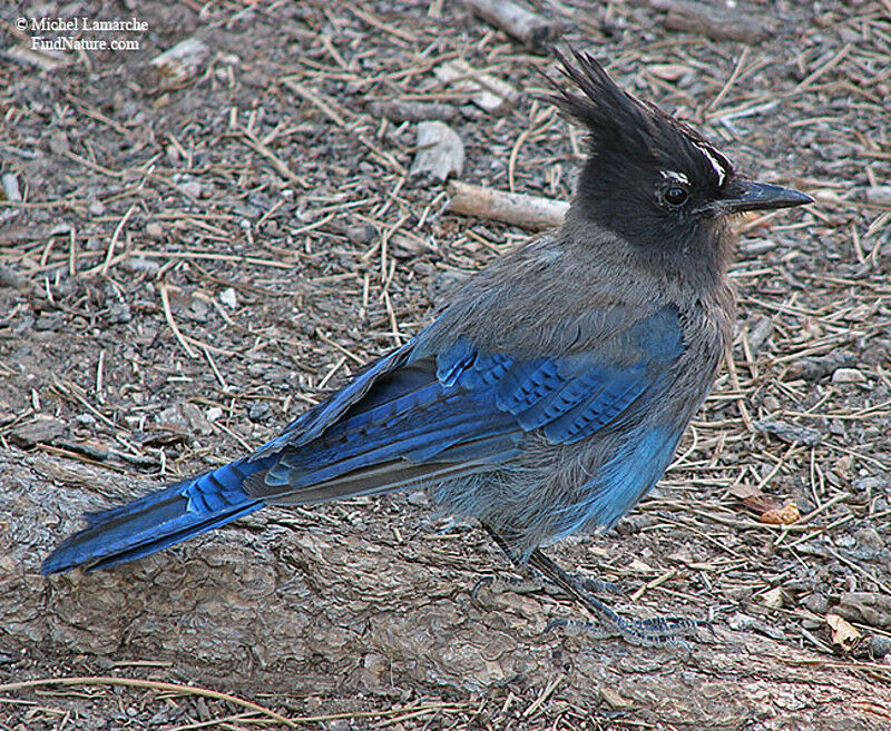 Steller's Jay