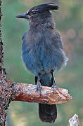 Steller's Jay