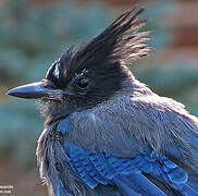 Steller's Jay