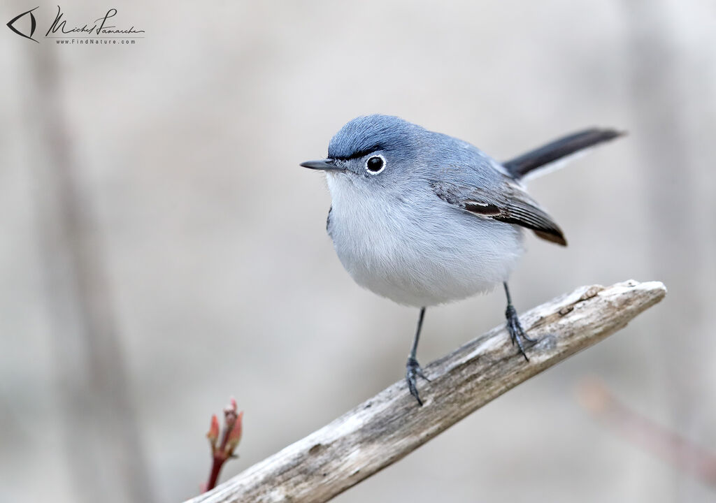 Gobemoucheron gris-bleu mâle adulte