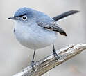 Gobemoucheron gris-bleu