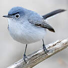 Gobemoucheron gris-bleu