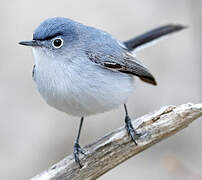 Blue-grey Gnatcatcher