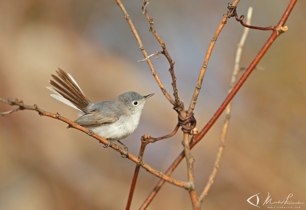 Blue-grey Gnatcatcher