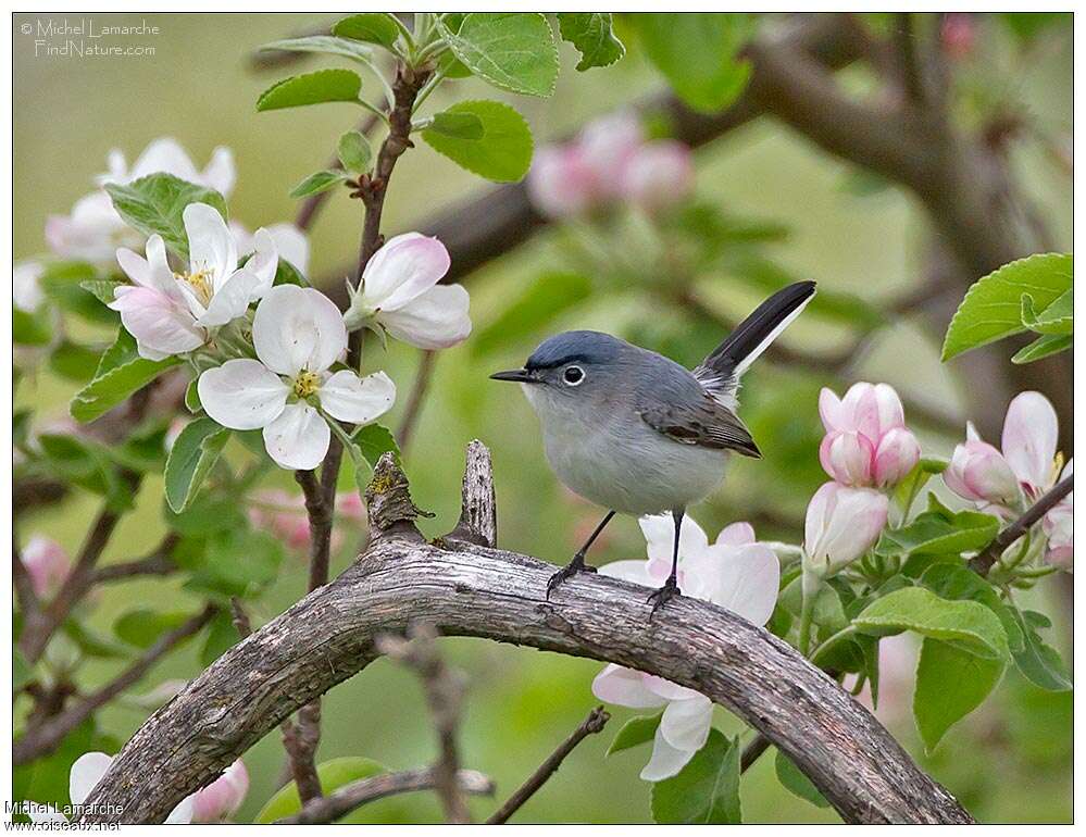 Blue-grey Gnatcatcher