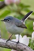 Blue-grey Gnatcatcher