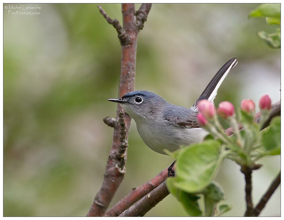 Blue-grey Gnatcatcher