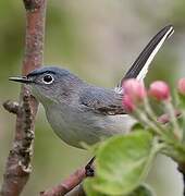 Blue-grey Gnatcatcher