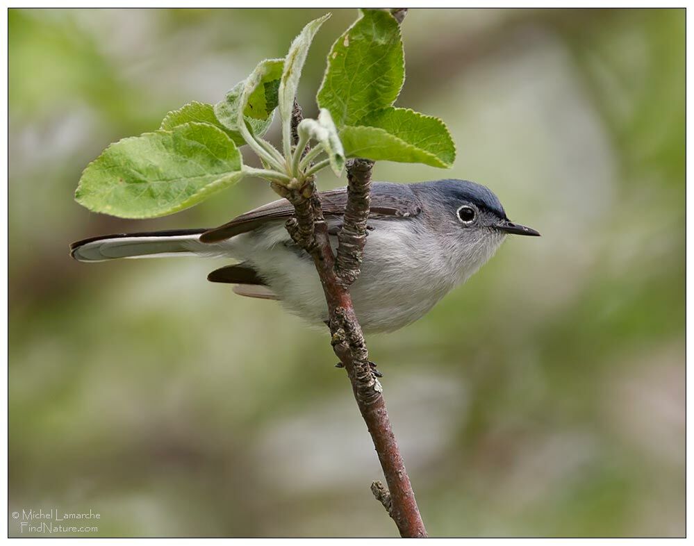Blue-grey Gnatcatcher