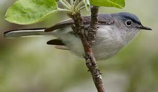 Gobemoucheron gris-bleu