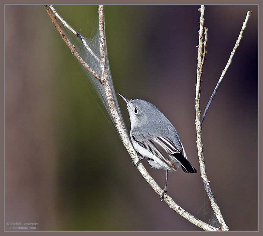 Gobemoucheron gris-bleu