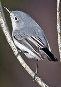 Gobemoucheron gris-bleu