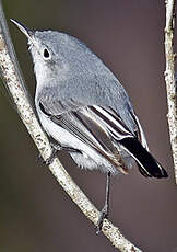 Gobemoucheron gris-bleu