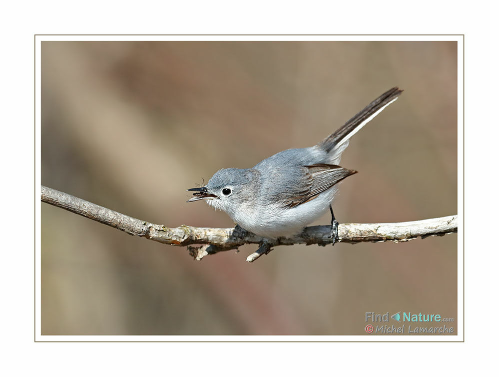 Blue-grey Gnatcatcher, eats