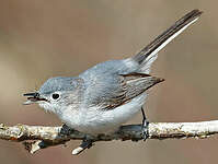 Gobemoucheron gris-bleu