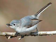 Gobemoucheron gris-bleu