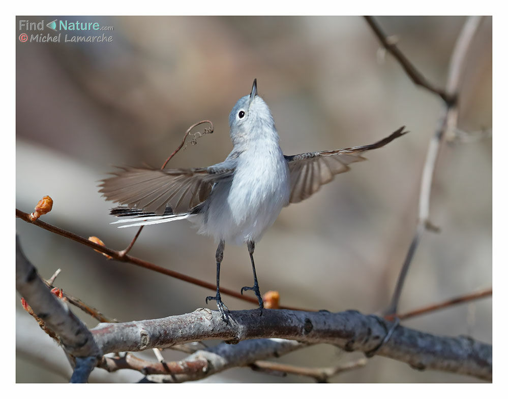 Blue-grey Gnatcatcher, Flight