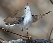 Blue-grey Gnatcatcher