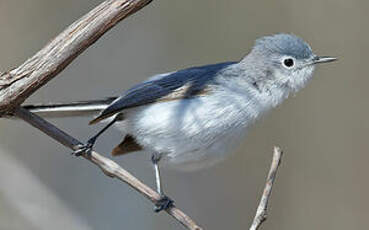 Gobemoucheron gris-bleu