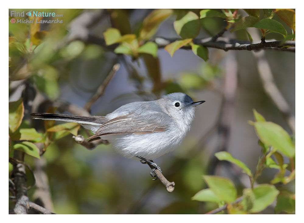 Gobemoucheron gris-bleu